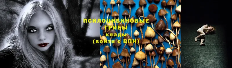 продажа наркотиков  Алейск  Галлюциногенные грибы Psilocybine cubensis 